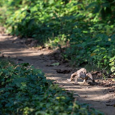 Sanctuary Chitwan National Park Ngoại thất bức ảnh