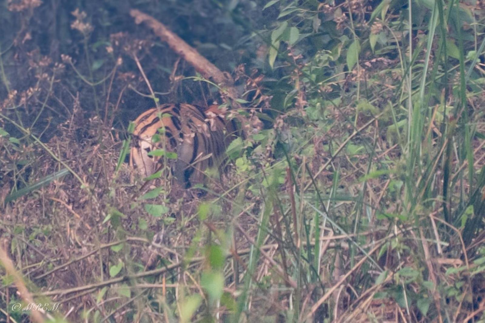 Sanctuary Chitwan National Park Ngoại thất bức ảnh