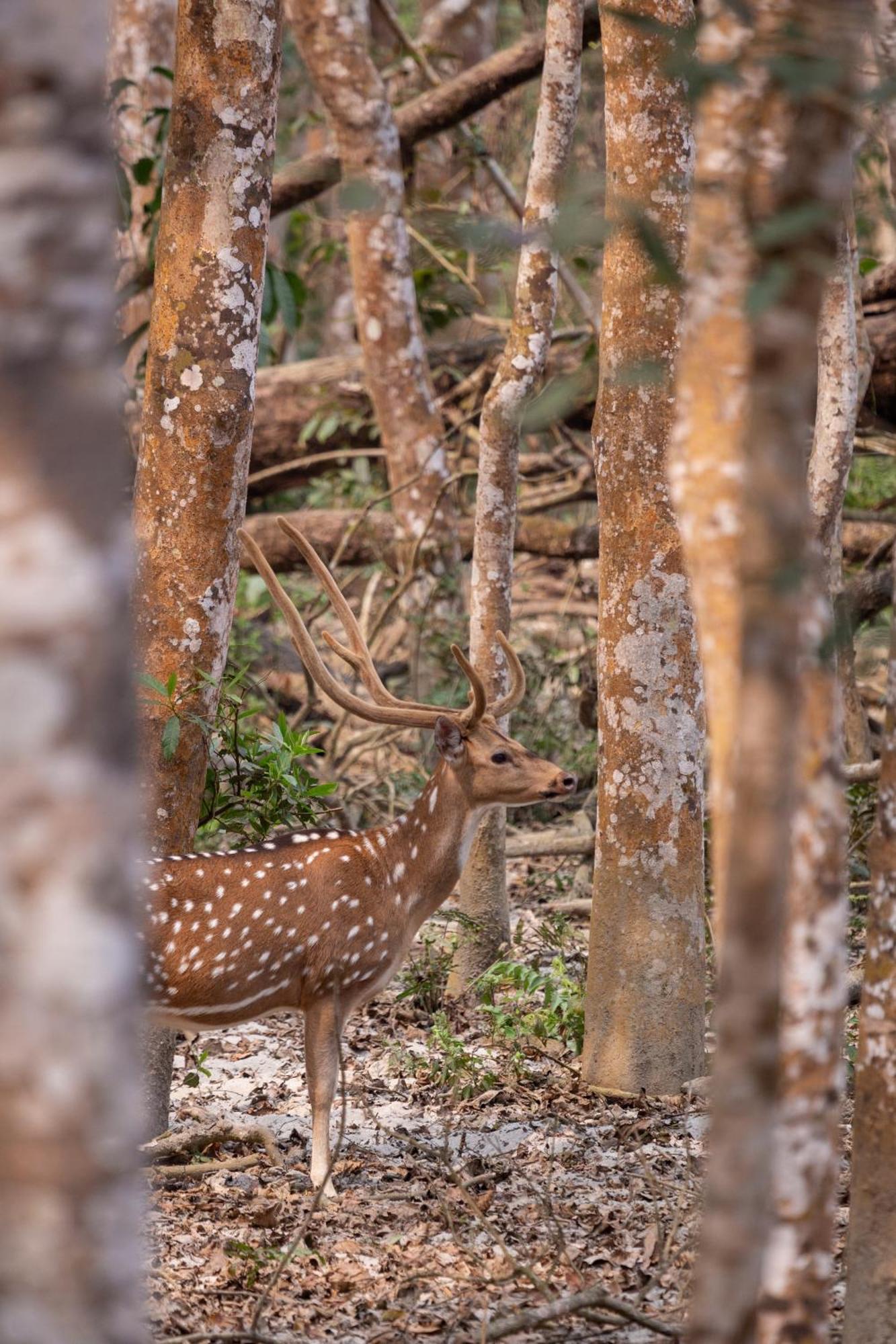Sanctuary Chitwan National Park Ngoại thất bức ảnh