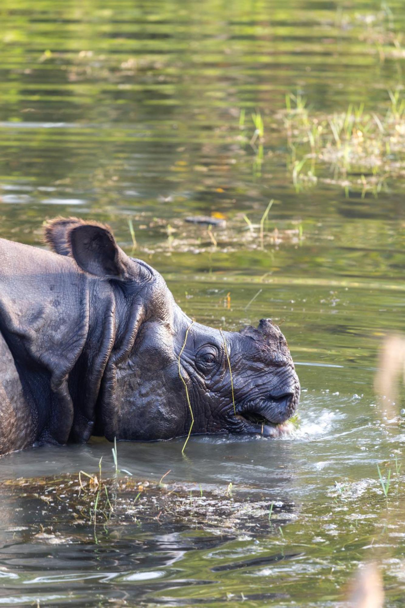 Sanctuary Chitwan National Park Hotel Ngoại thất bức ảnh