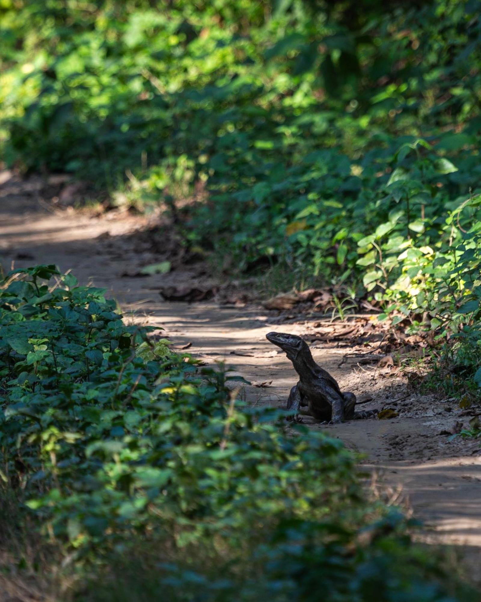 Sanctuary Chitwan National Park Ngoại thất bức ảnh