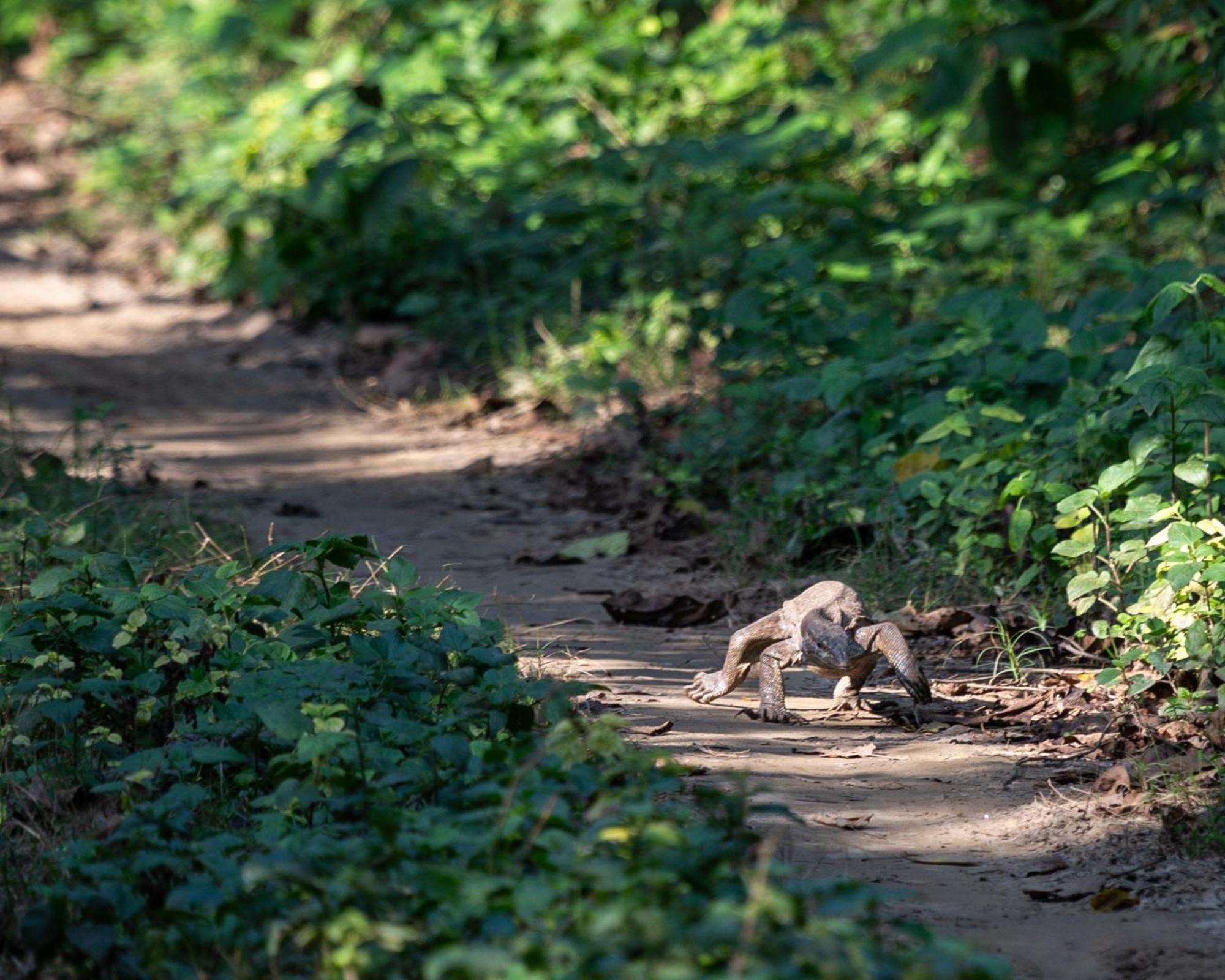 Sanctuary Chitwan National Park Ngoại thất bức ảnh